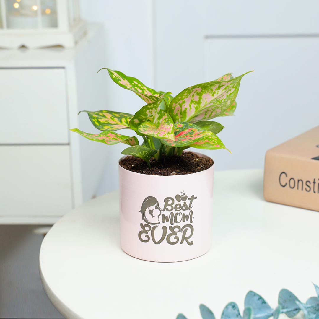 Pink Aglaonema Plant For Best Mom Ever