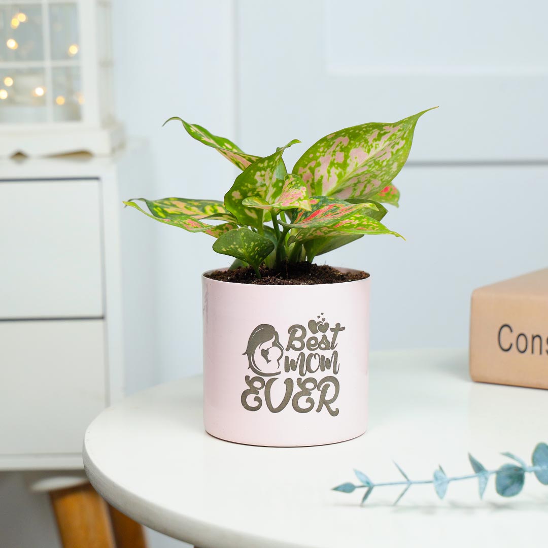 Pink Aglaonema Plant For Best Mom Ever