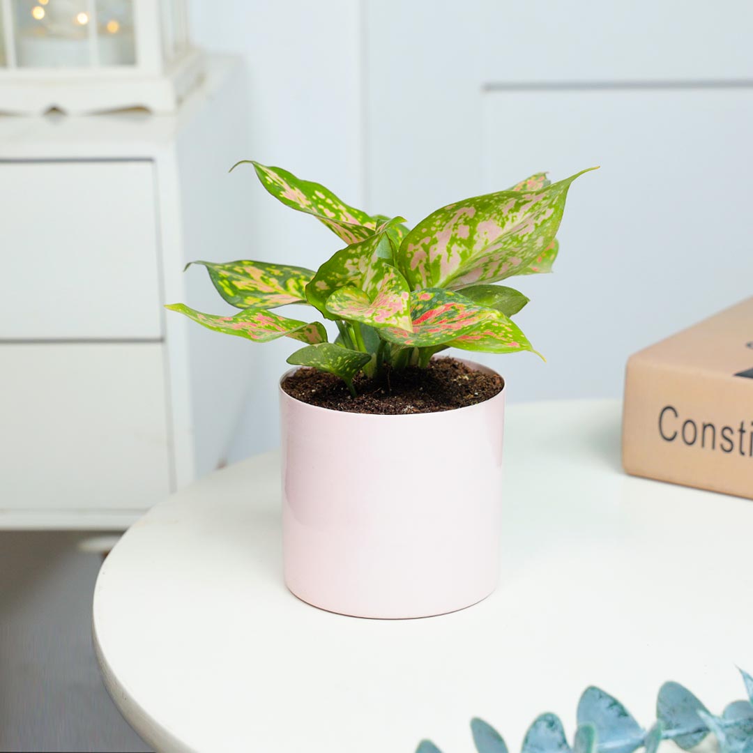 Pink Aglonema In Pink Cylinder Pot Send Now