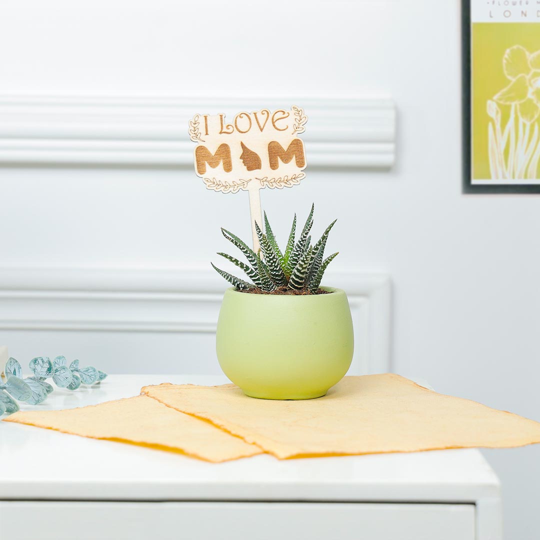 Prosperous Haworthia Plant For Adorable Mom Send Now
