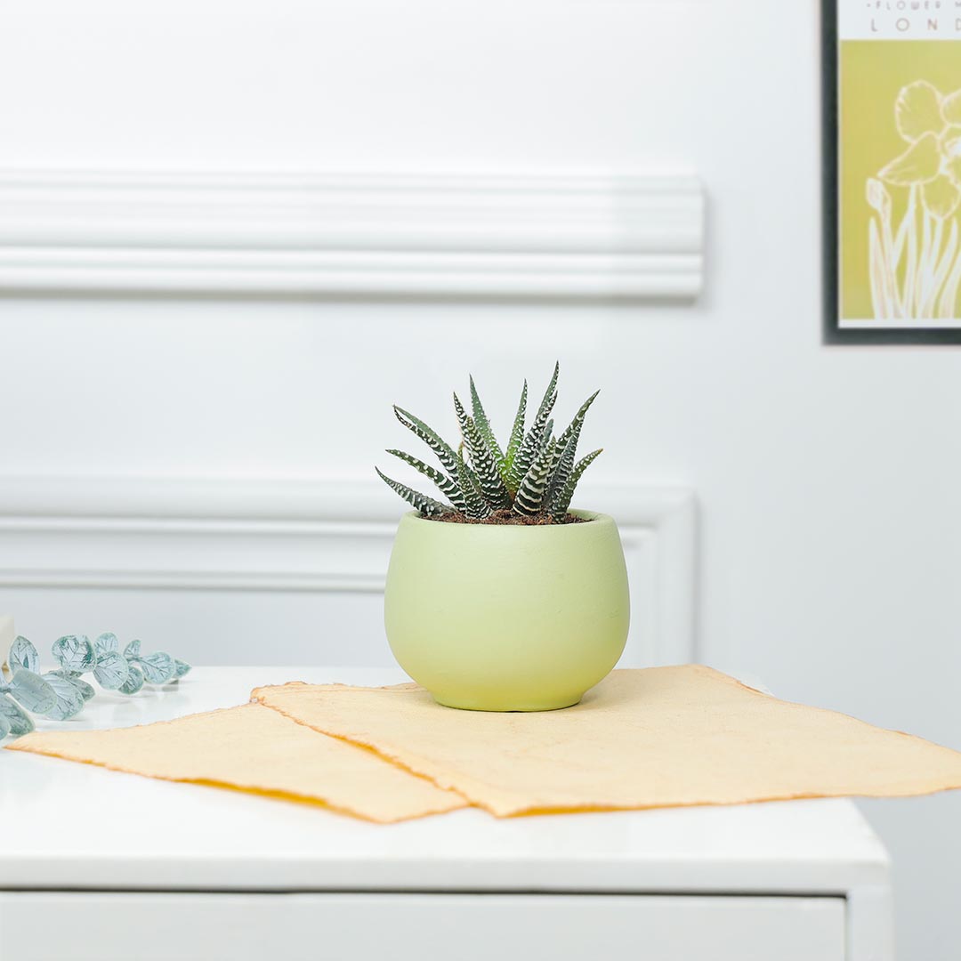 Prosperous Haworthia Plant Order Now