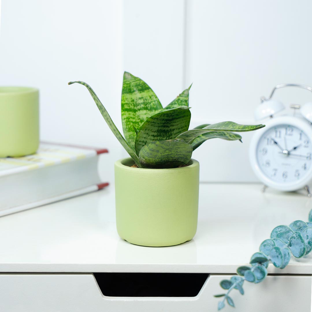 Buy Sansevieria Snake In A Terracotta Pot Online