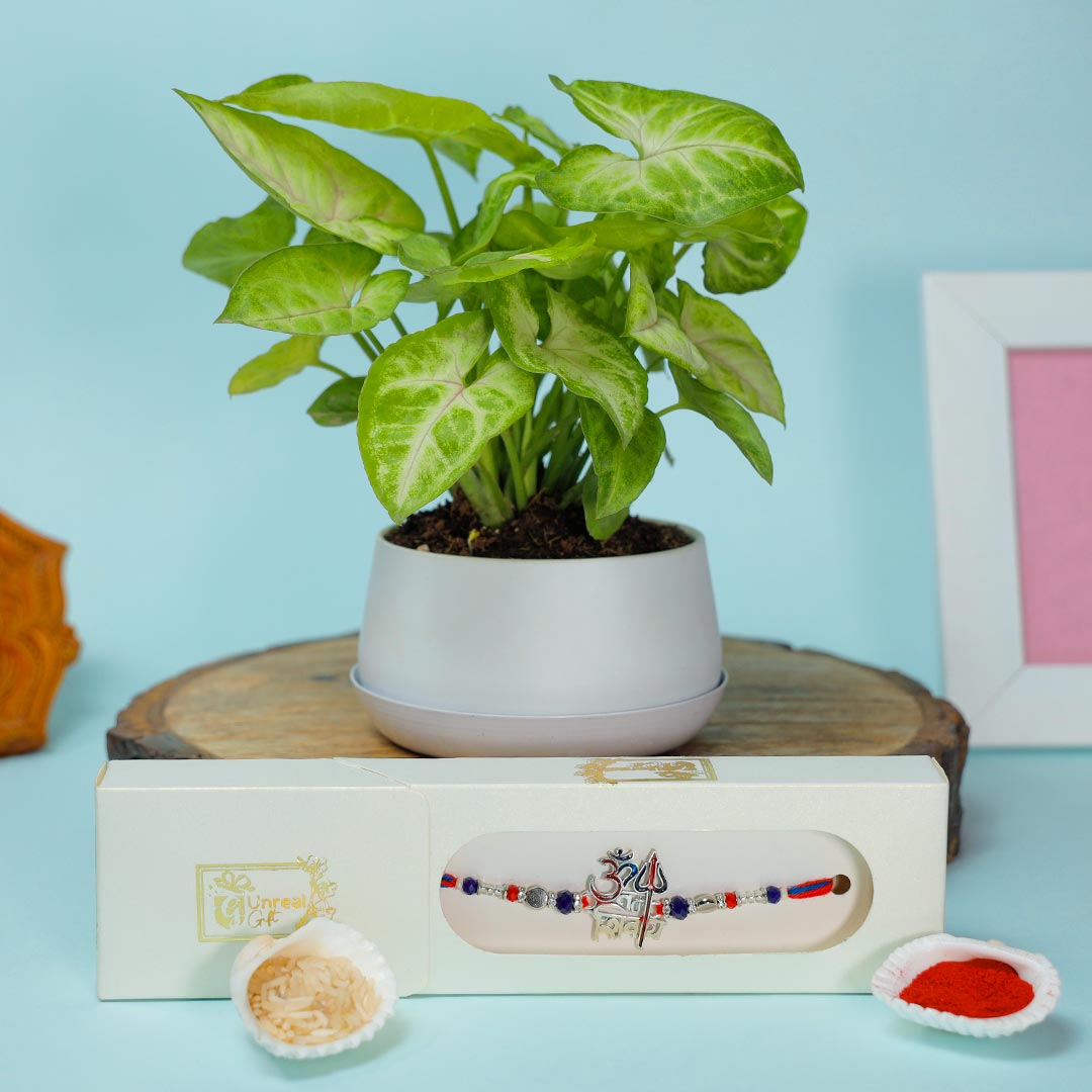 Send Shivaay Rakhi With Syngonium Plant
