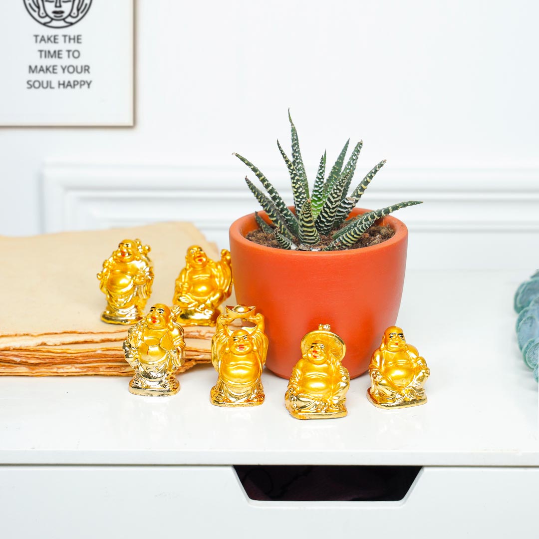 Order Smiling Buddha And Thriving Haworthia Plant