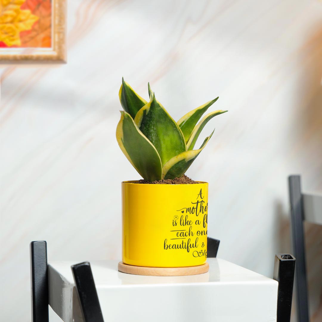 Snake Plant in Yellow Pot