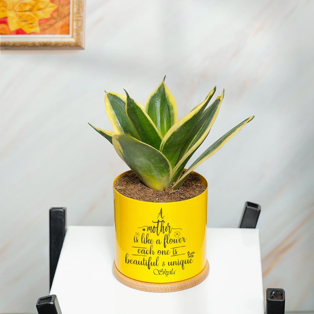 Snake Plant in Yellow Pot