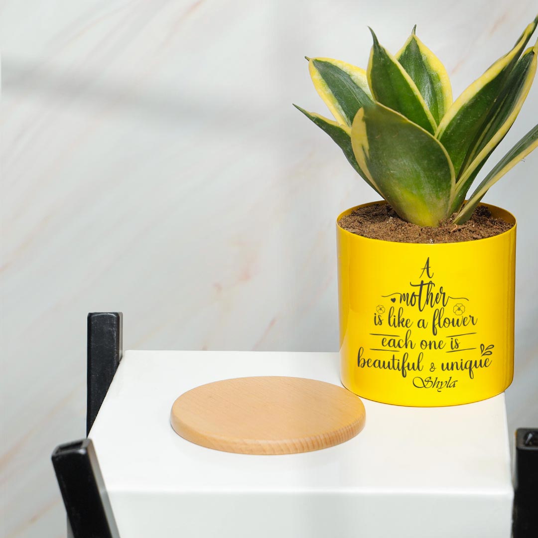 Snake Plant in Yellow Pot