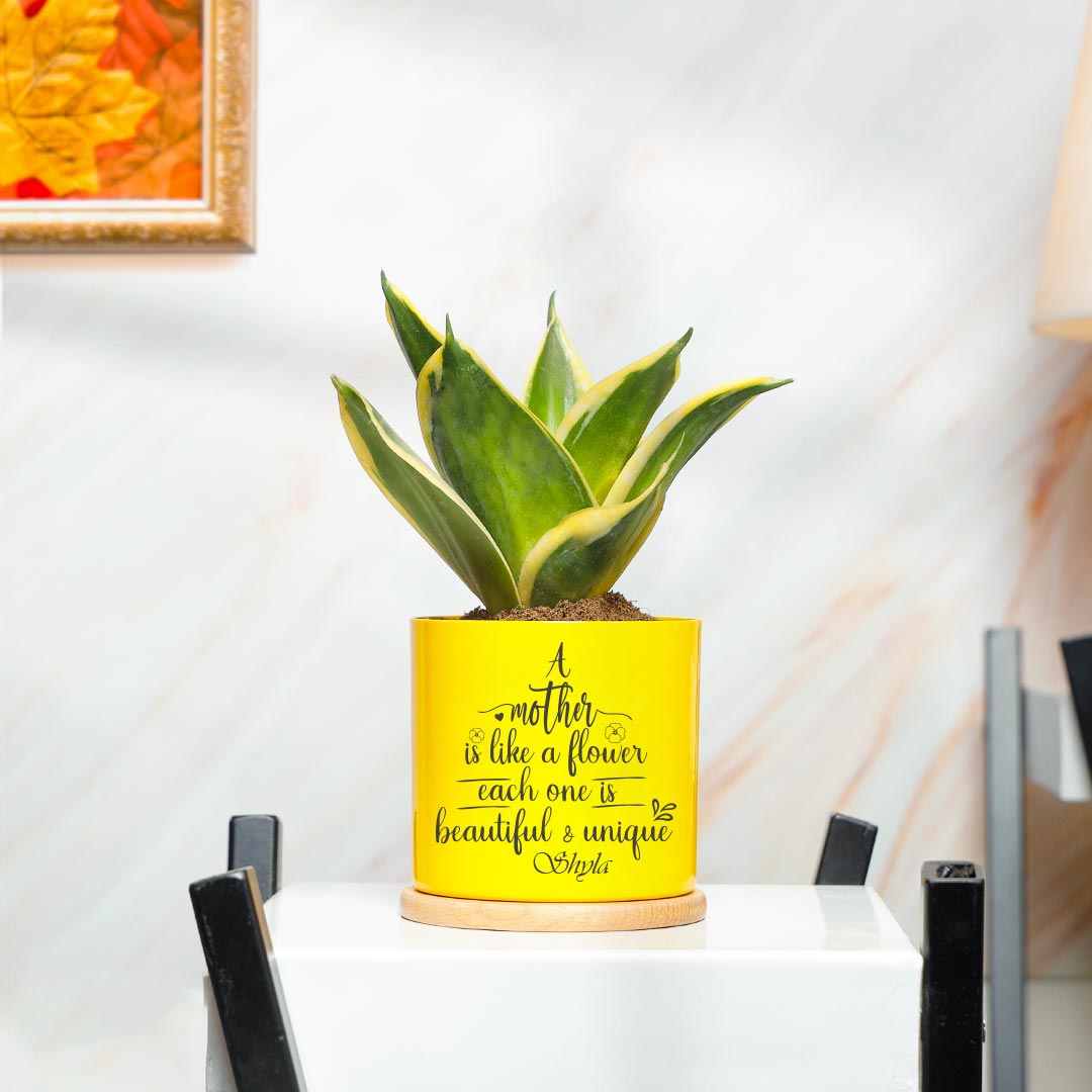 Snake Plant in Yellow Pot Buy Online