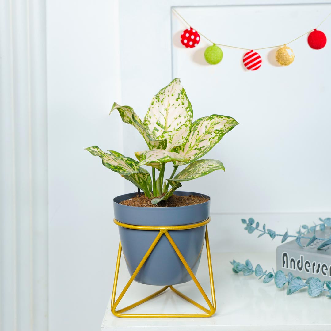 SnowWhite Aglonema Plant in Tringular Stand Send Now