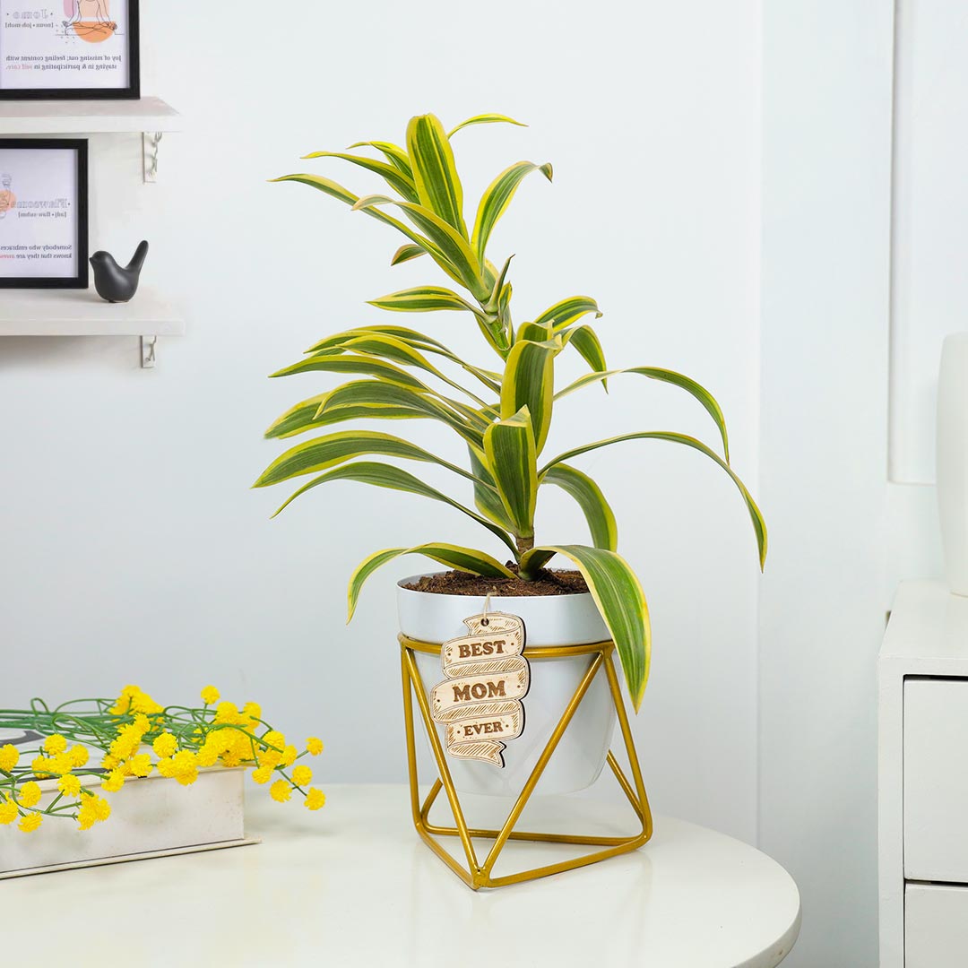 Song Of India Plant For Best Mom Ever