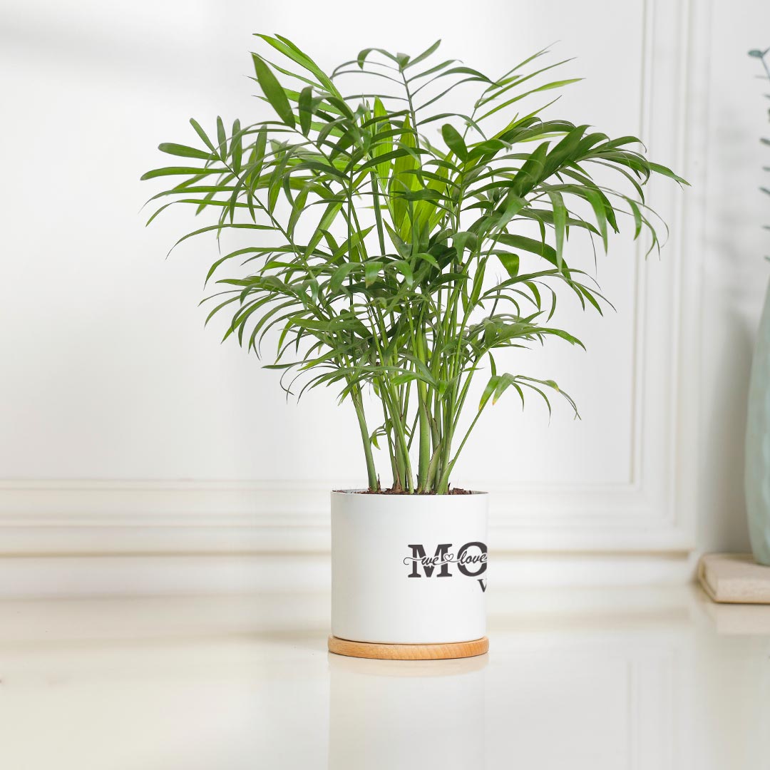 Special Chamaedorea Plant For Mom