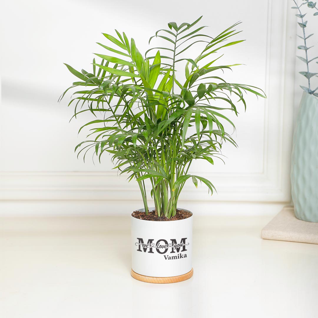 Special Chamaedorea Plant For Mom