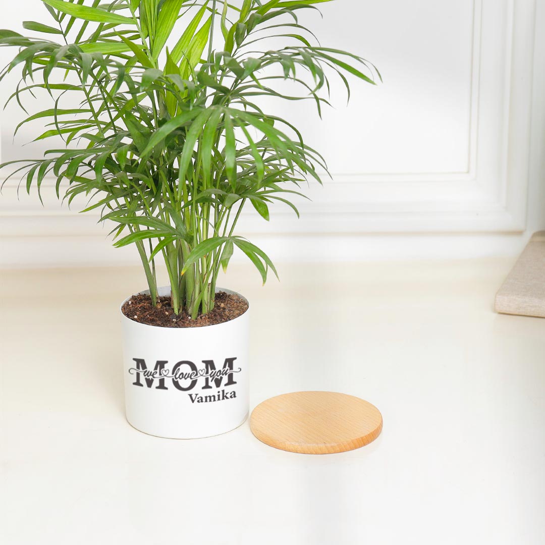 Special Chamaedorea Plant For Mom
