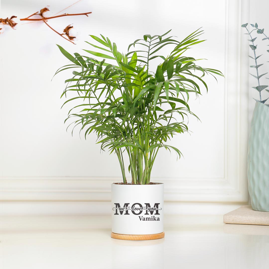 Special Chamaedorea Plant For Mom