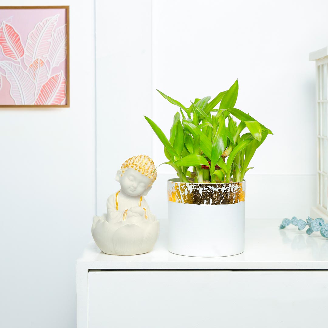 Order Spiritual Combo of Lucky Bamboo And Monk