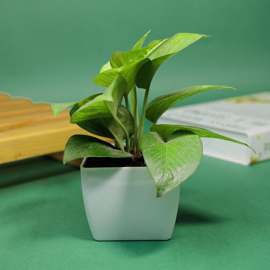 Stone Rakhi With Choco N Money Plant