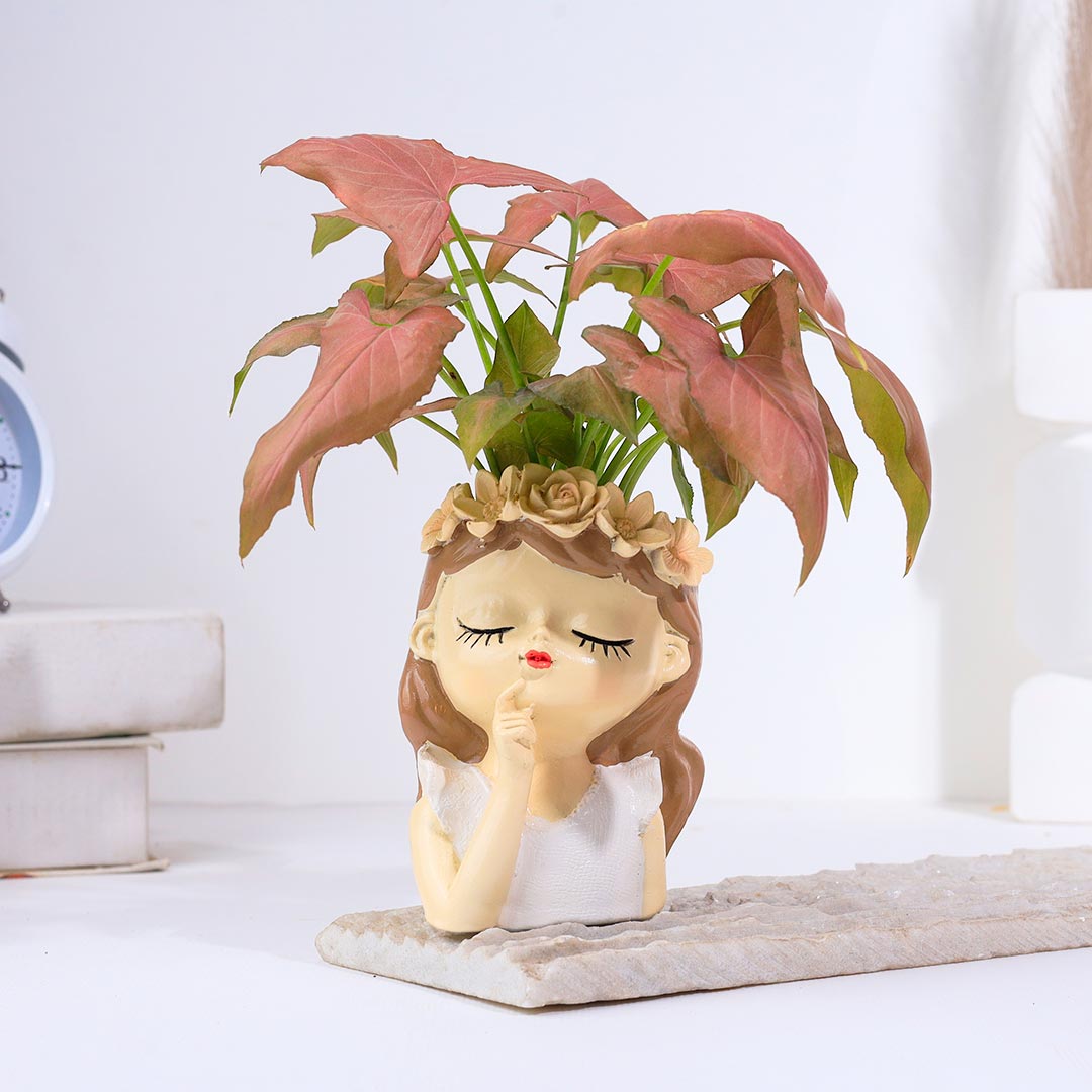 Sweet And Pink Syngonium For Mom