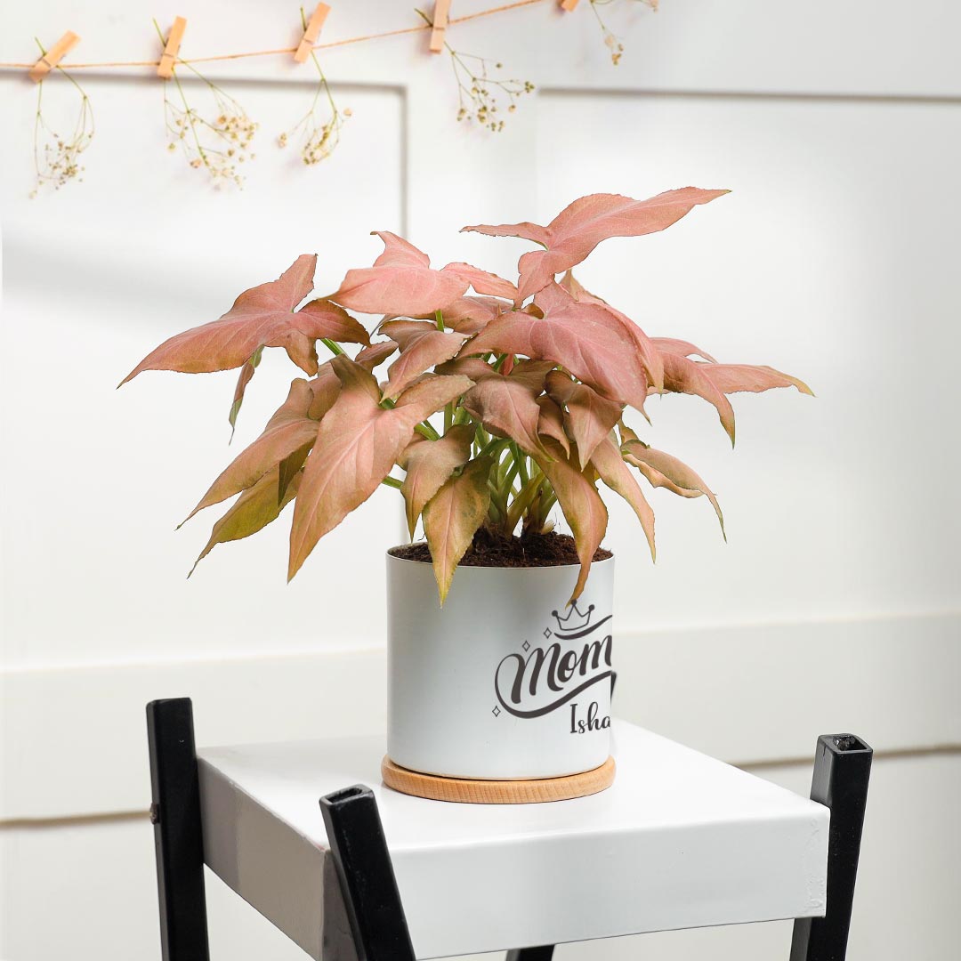 Syngonium Plant Gift For Mom