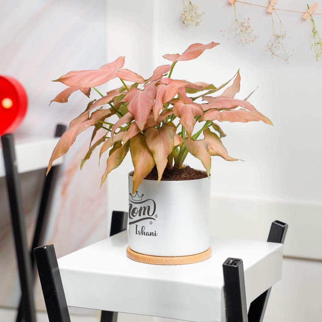 Syngonium Plant Gift For Mom