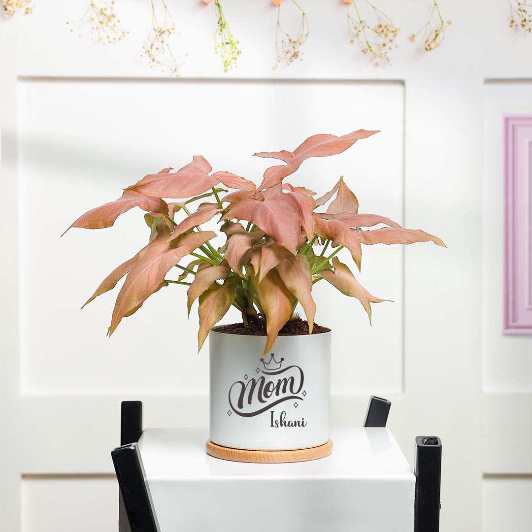 Order Syngonium Plant Gift For Mom