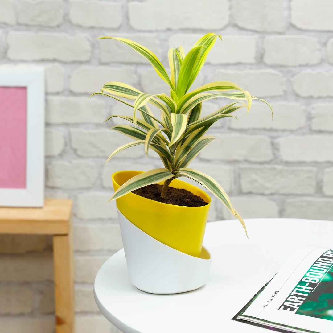 Toxin Song Of India In Stylish Pot Order Now