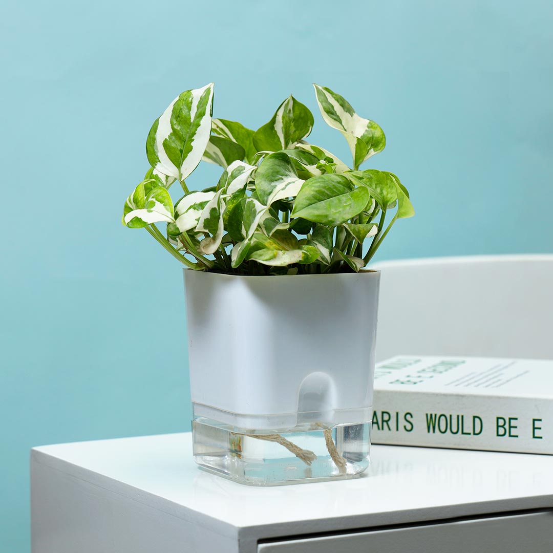 White Pothos In Self Watering Pot