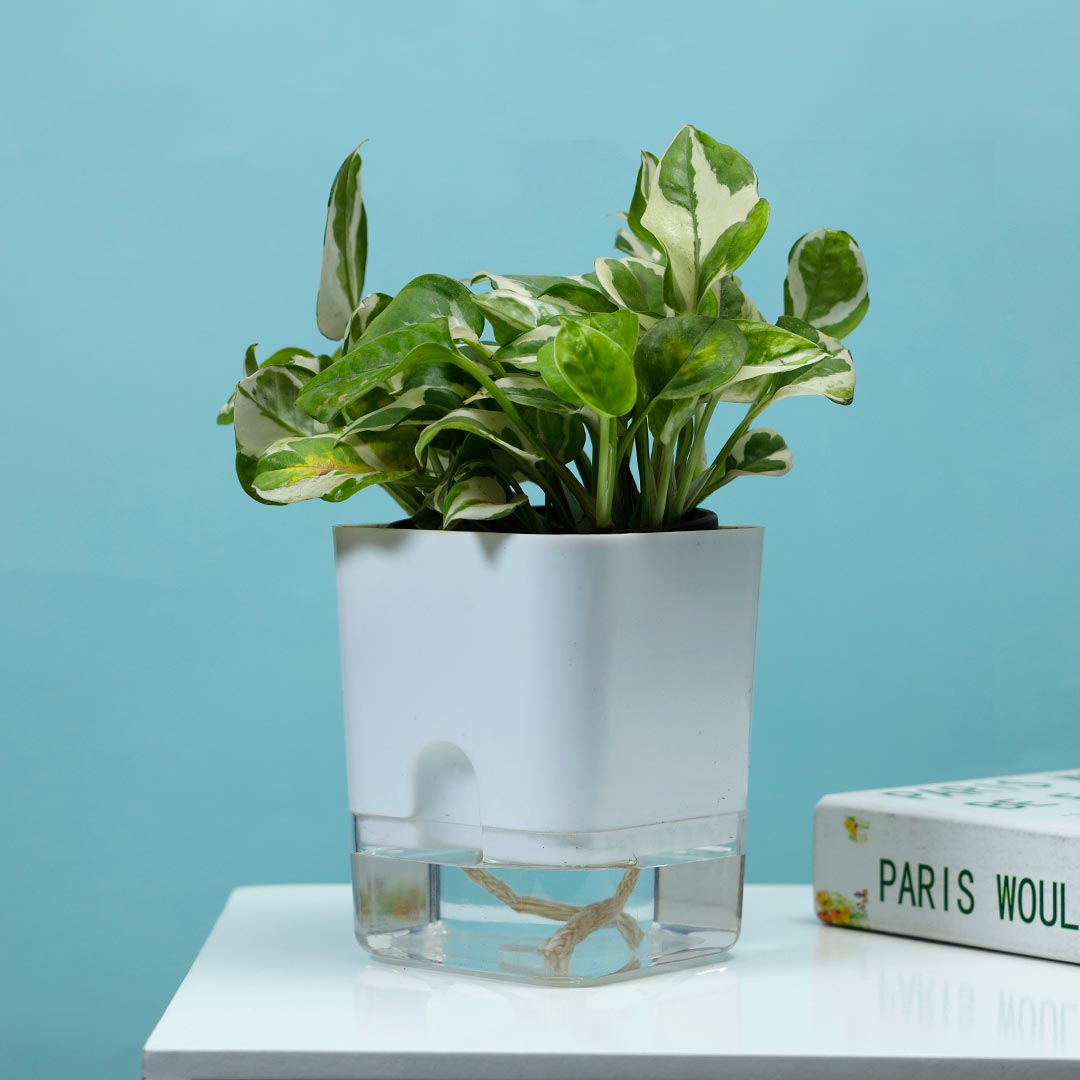 White Pothos In Self Watering Pot