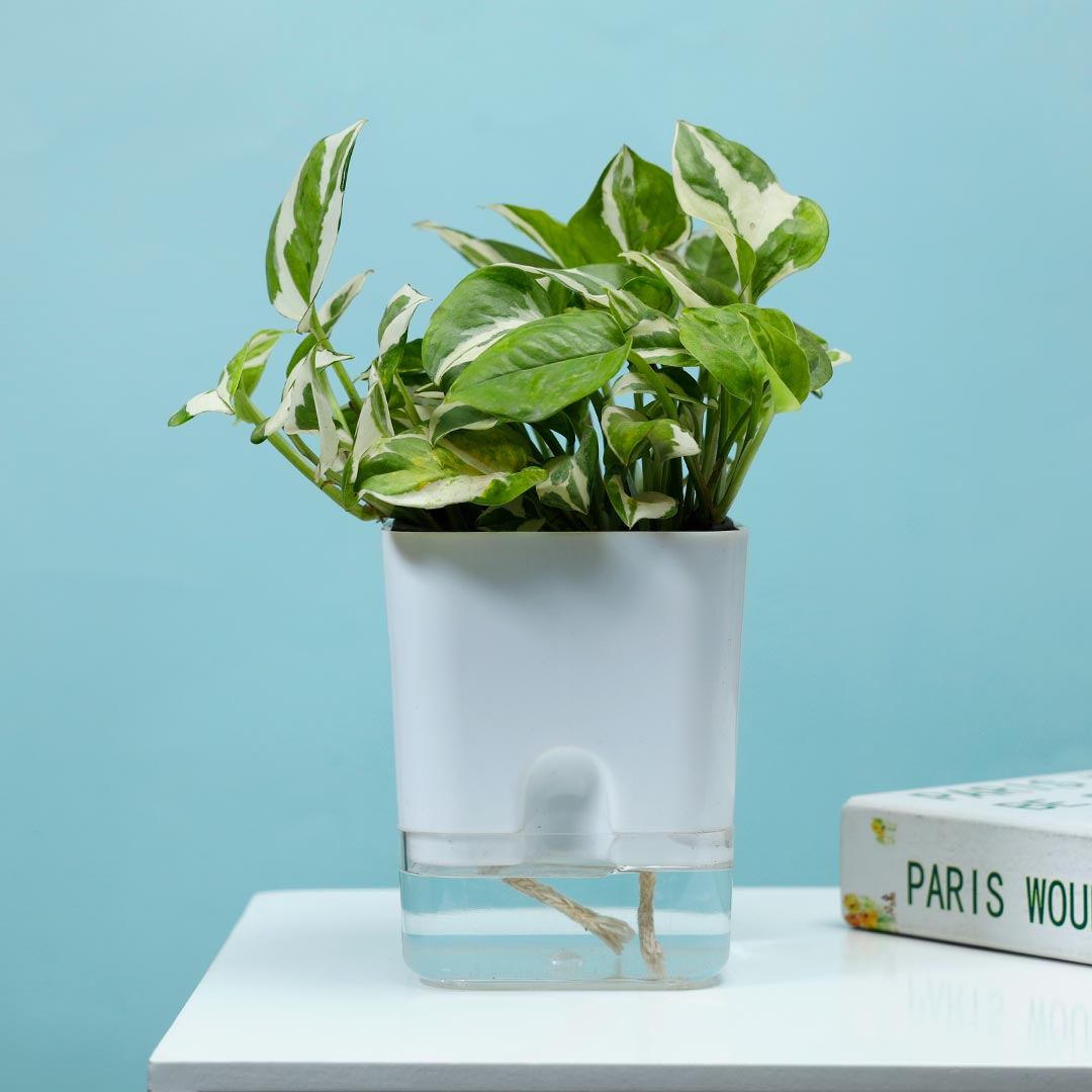 White Pothos In Self Watering Pot