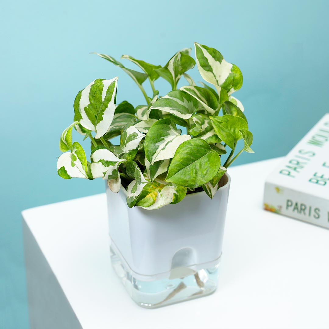 Order White Pothos In Self Watering Pot Online
