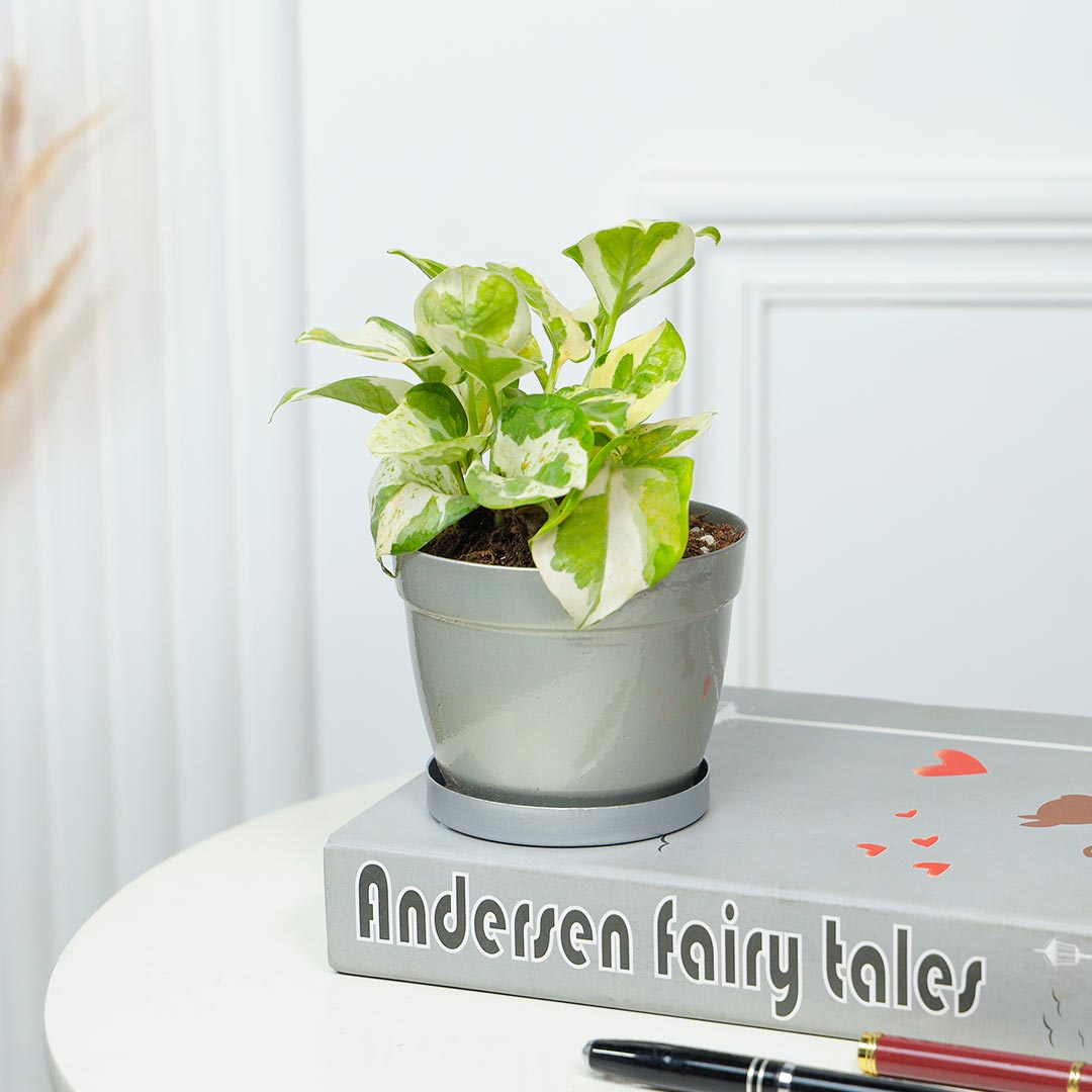 Order White Pothos In Silver Base Plat Pot