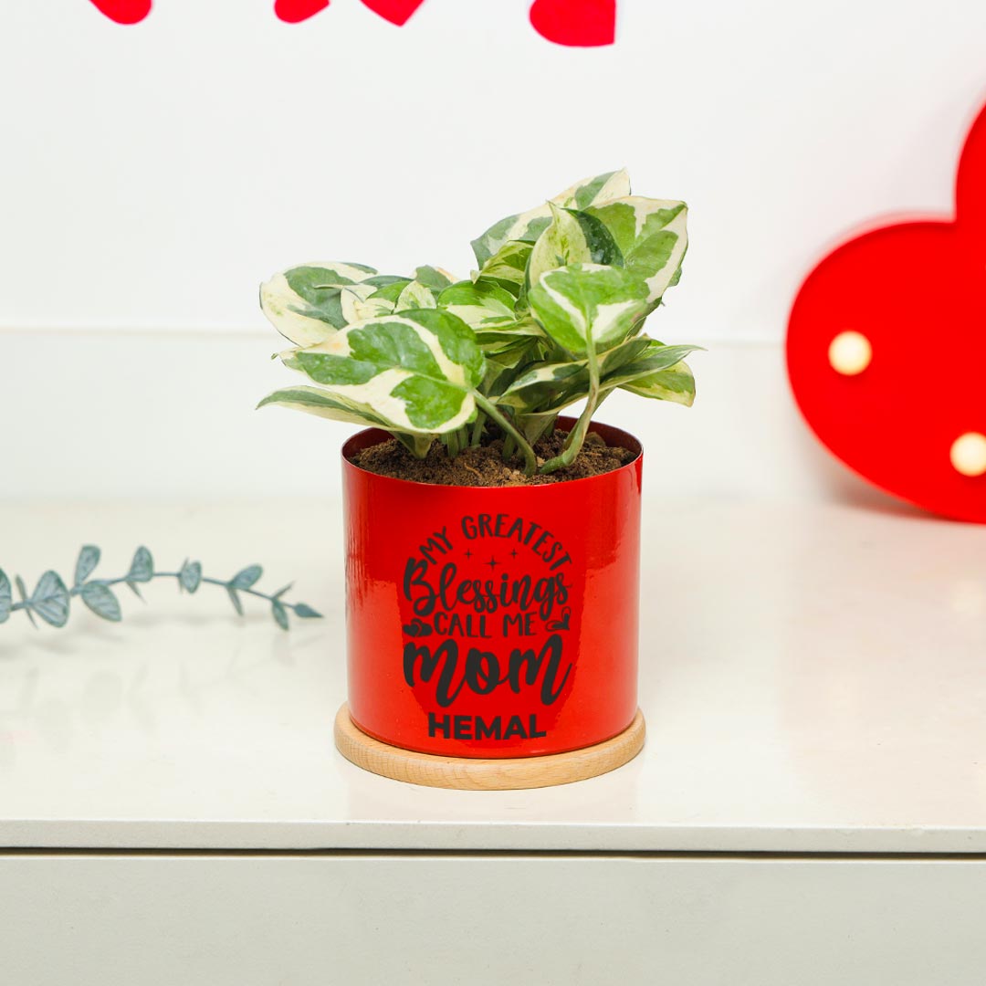 White Pothos In Vibrant Red Pot