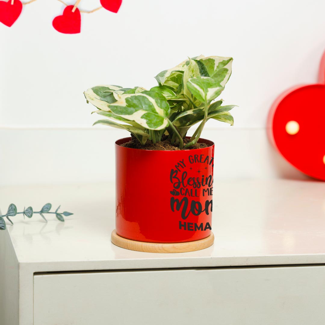 White Pothos In Vibrant Red Pot