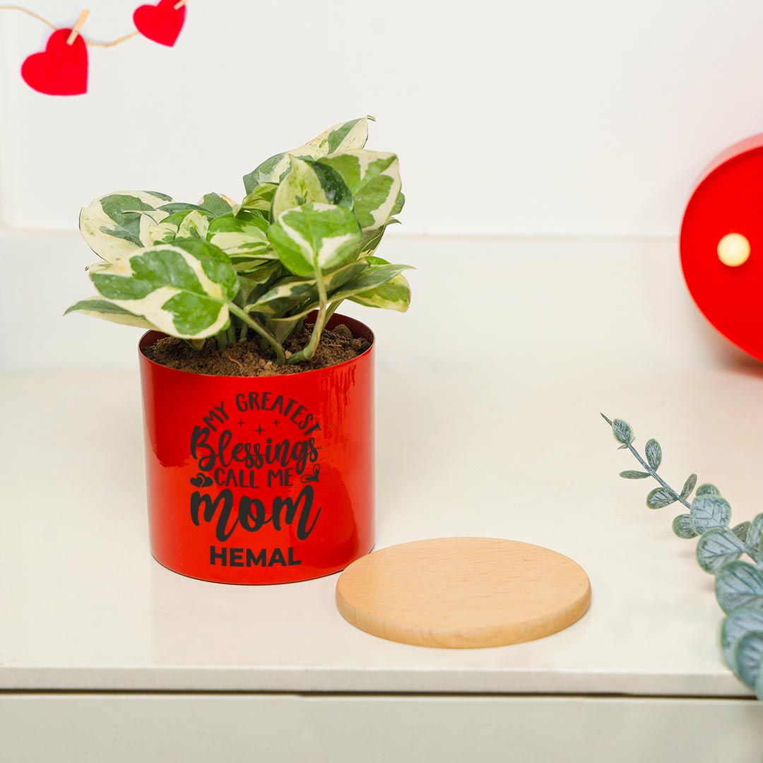 White Pothos In Vibrant Red Pot
