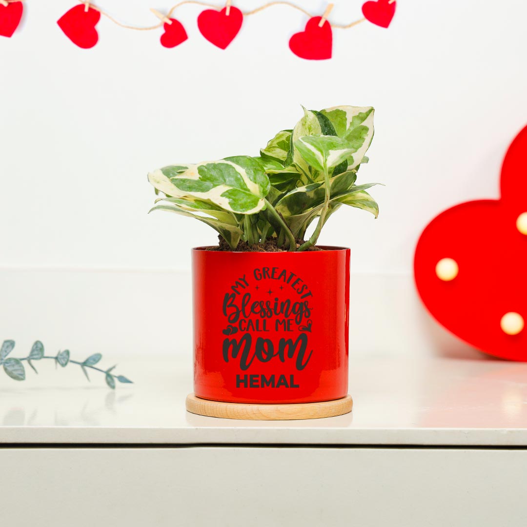 White Pothos In Vibrant Red Pot Order Now