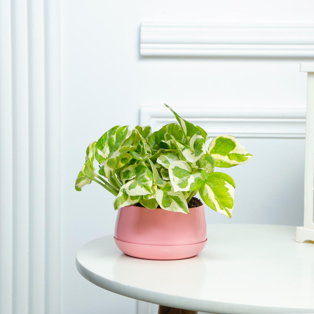 White Pothos Plant In Pretty Pink Pot Send Now